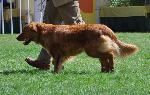Cães