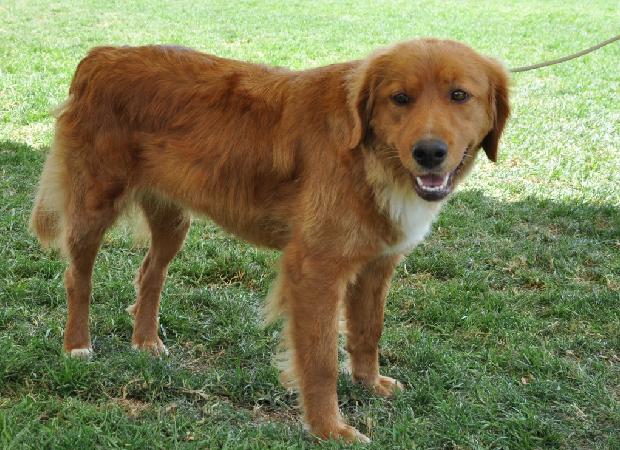 Nova Scotia Duck Tolling Retriever
