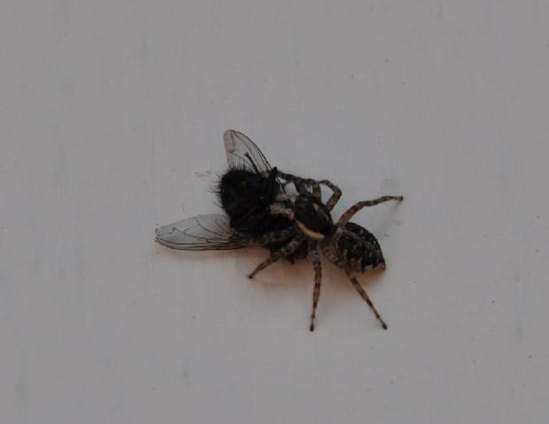 Aranha captura mosca