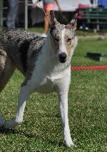 Cães