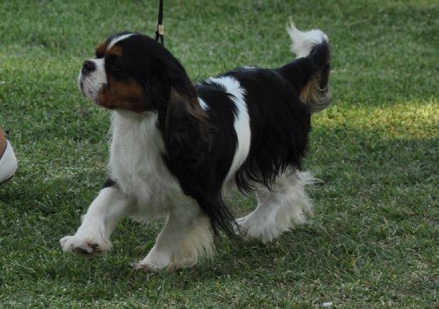 Cavalier King Charles
