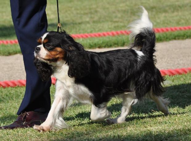 Cavalier King Charles