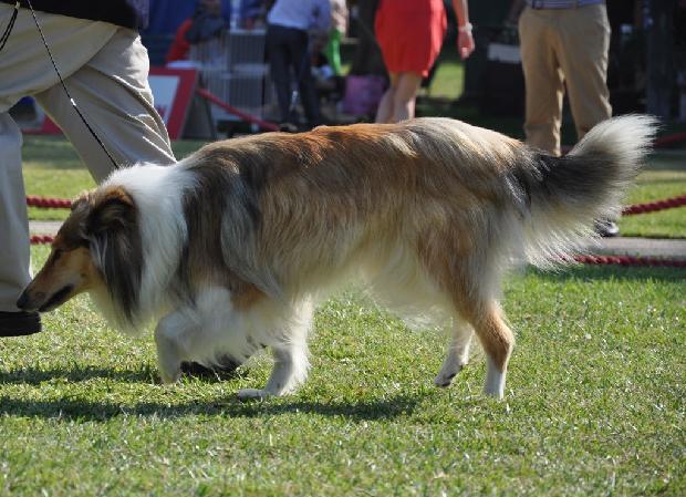 Collie de Pêlo Comprido