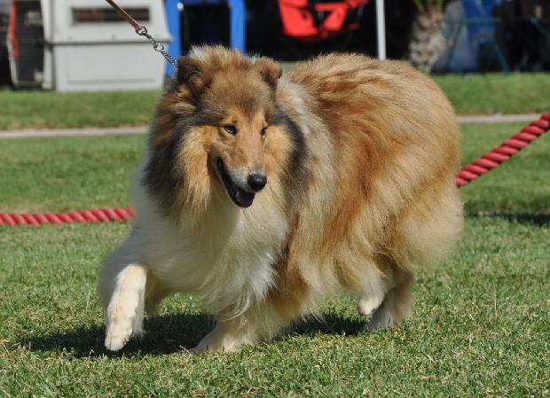 Collie de Pêlo Comprido