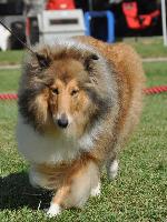 Cães