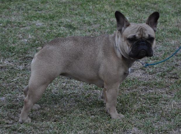 Bouledogue Francês