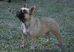 Cães