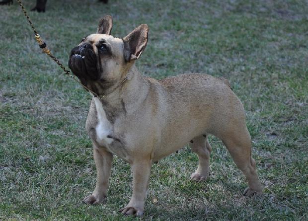 Bouledogue Francês