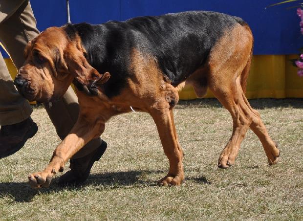 Bloodhound