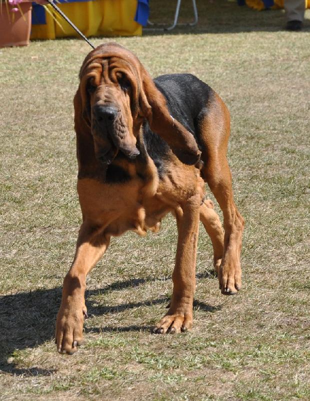 Bloodhound