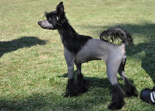 Chinese Crested Dog