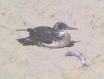 Aves