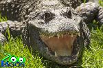 Crocodilo transferido do Parque Zoológico de Lagos para França