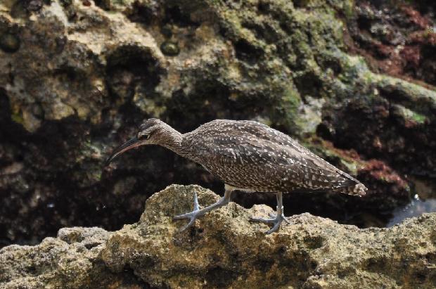 <i>Numenius phaeopus</i>