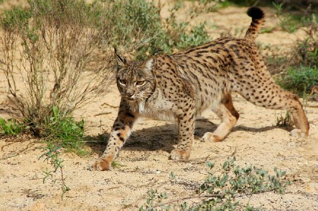 Lince-Ibérico