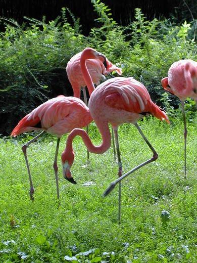 Flamingos