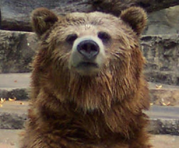 Urso pardo