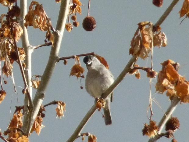 Toutinegra-de-barrete-preto