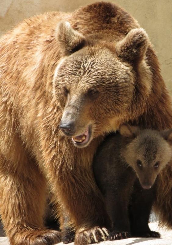 Ursos-pardos