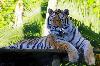 Jardim Zoológico comemora Dia Mundial do Tigre