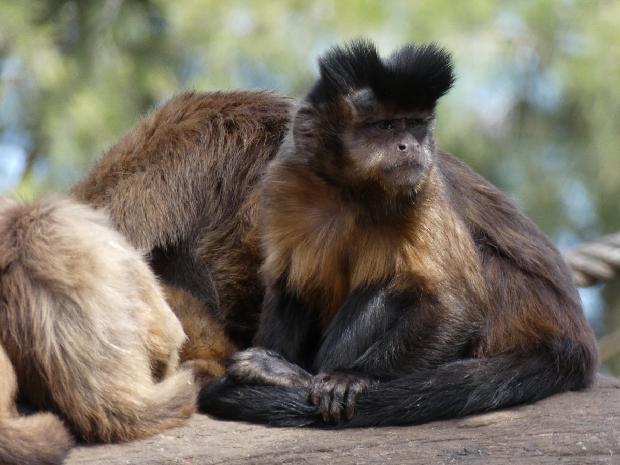 Macaco-capuchinho