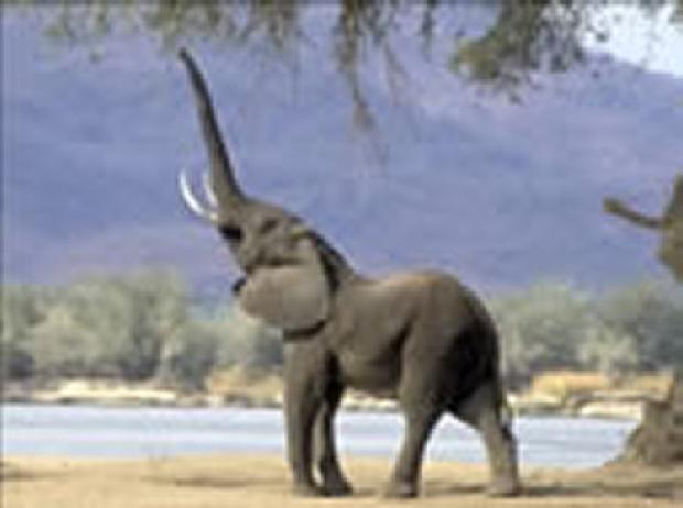 Elefante